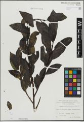 Foto von Salix mielichhoferi Saut.